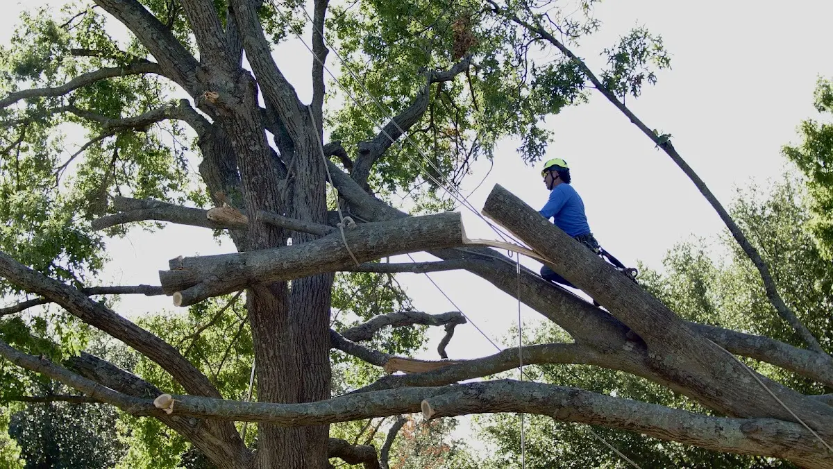 Professional Crown Thinning performed by certified arborists in Clear Lake