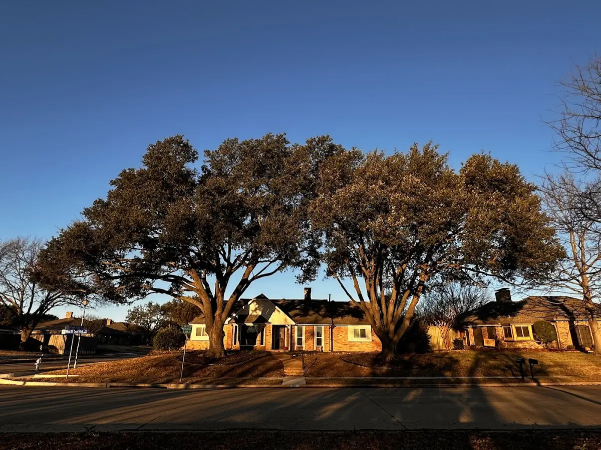Established residential canopy tree shading a home in Clear Lake